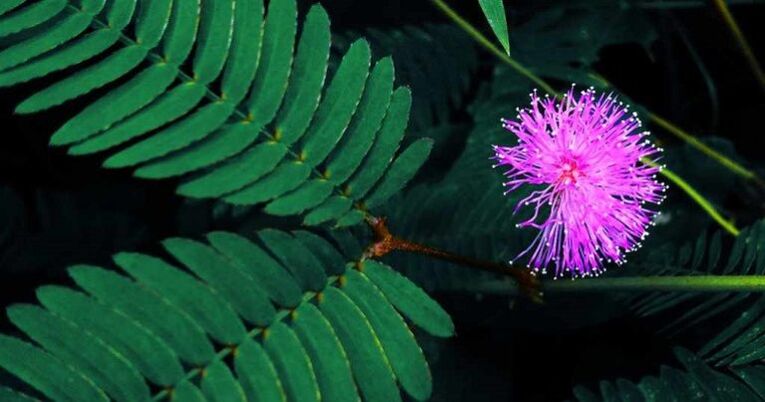 mimosa seeds Pudica helps to remove parasites from the body